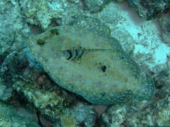 Flounders - Plate Flounder - Bothus lunatus