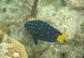 Damselfish - Yellowtail Damselfish - Microspathodon chrysurus