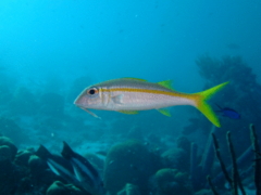 Goatfish - Yellow Goatfish - Mulloidichthys martinicus