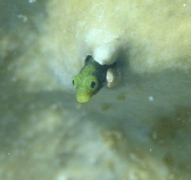 Blennies - Secretary Blenny - Acanthemblemaria maria