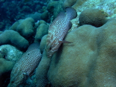 Groupers - Graysby - Cephalopholis cruentatus