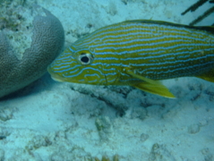 Grunts - Bluestriped Grunt - Haemulon sciurus