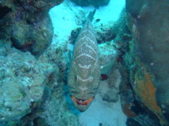 Groupers - Tiger Grouper - Mycteroperca tigris