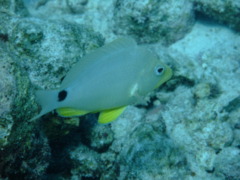 Hamlets - Butter Hamlet - Hypoplectrus unicolor