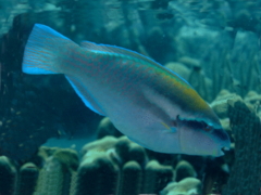 Parrotfish - Princess Parrotfish - Scarus taeniopterus