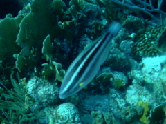 Parrotfish - Princess Parrotfish - Scarus taeniopterus