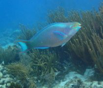 Parrotfish - Queen Parrotfish - Scarus vetula