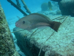 Parrotfish - Queen Parrotfish - Scarus vetula