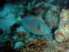 Parrotfish - Stoplight Parrotfish - Sparisoma viride