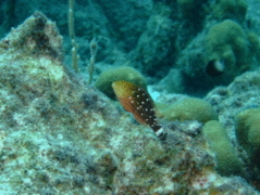 Parrotfish - Stoplight Parrotfish - Sparisoma viride
