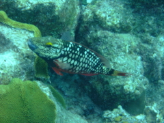 Parrotfish - Stoplight Parrotfish - Sparisoma viride