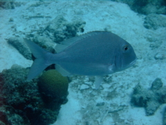 Porgies - Jolthead Porgy - Calamus bajonado