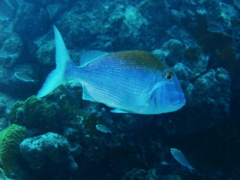 Porgies - Jolthead Porgy - Calamus bajonado