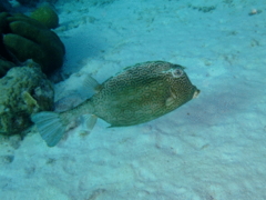 Trunkfish - Honeycomb Cowfish - Acanthostracion polygonia