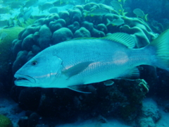 Snappers - Cubera Snapper - Lutjanus cyanopterus