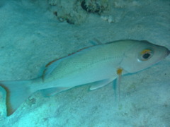 Snappers - Mahogany Snapper - Lutjanus mahogoni