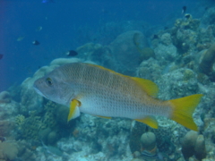 Snappers - Schoolmaster - Lutjanus apodus