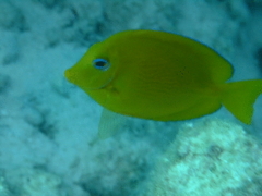 Surgeonfish - Blue Tang - Acanthurus coeruleus