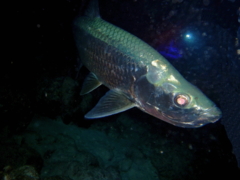 Tarpons - Tarpon - Megalops atlanticus