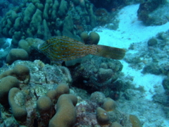 Filefish - Scrawled Filefish - Aluterus scriptus