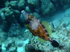 Filefish - Whitespotted Filefish - Cantherhines macrocerus