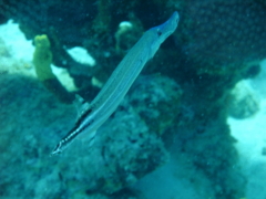 Trumpetfish - Trumpetfish - Aulostomus maculatus