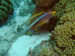 Hogfish - Spanish Hogfish - Bodianus rufus