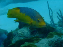 Hogfish - Spanish Hogfish - Bodianus rufus