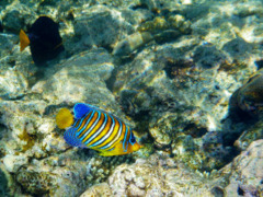 Angelfish - Royal Angelfish - Pygoplites diacanthus