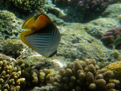 Butterflyfish - Chevroned Butterflyfish - Chaetodon trifascialis