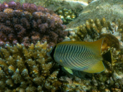 Butterflyfish - Chevroned Butterflyfish - Chaetodon trifascialis