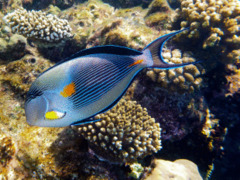 Surgeonfish - Sohal Surgeonfish - Acanthurus sohal