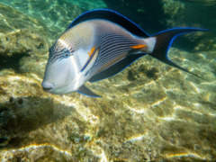 Surgeonfish - Sohal Surgeonfish - Acanthurus sohal