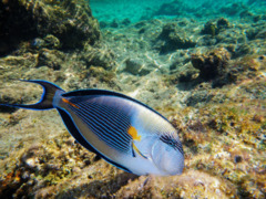 Surgeonfish - Sohal Surgeonfish - Acanthurus sohal