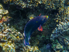 Parrotfish - Swarthy Parrotfish - Scarus niger