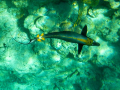 Surgeonfish - Elegant Unicornfish - Naso elegans