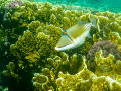 Triggerfish - Arabian Picasso Triggerfish - Rhinecanthus assasi