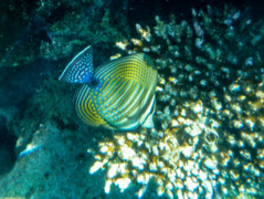 Surgeonfish - Desjardini Sailfin Tang - Zebrasoma desjardinii