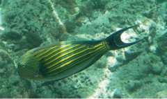 Surgeonfish - Lined Surgeonfish - Acanthurus lineatus