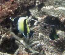 Surgeonfish - Moorish Idol - Zanclus cornutus