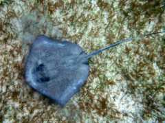 Stingrays - Southern Stingray - Dasyatis americana