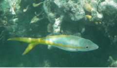 Snappers - Yellowtail Snapper - Ocyurus chrysurus