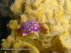 Nudibranch - Chromodoris luteorosea - Chromodoris luteorosea