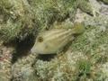 Filefish - Orangespotted Filefish - Cantherhines pullus