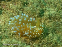 Nudibranch - Janolus cristatus - Janolus cristatus