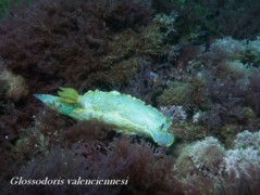 Nudibranch - Glossodoris valenciniensis - Glossodoris valenciniensis