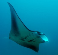 Manta Rays - Giant Manta - Manta birostris