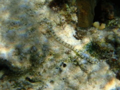 Pipefish - Network Pipefish - Corythoichthys flavofasciatus