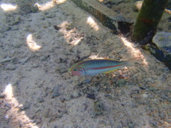 Wrasse - Klunzingers Wrasse - Thalassoma rueppellii