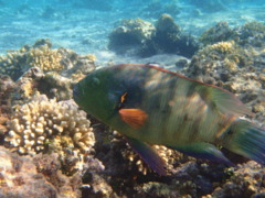 Wrasse - Broomtail Wrasse - Cheilinus lunulatus